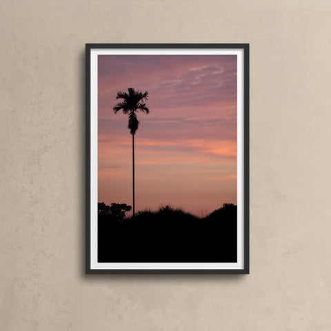 Lone Palm Pink Sky \ Bali 2018