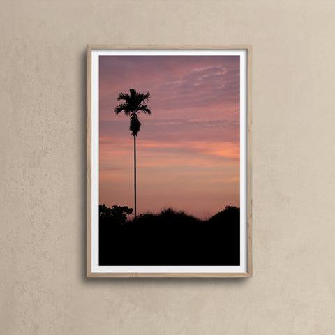 Lone Palm Pink Sky \ Bali 2018