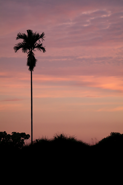 Lone Palm Pink Sky \ Bali 2018